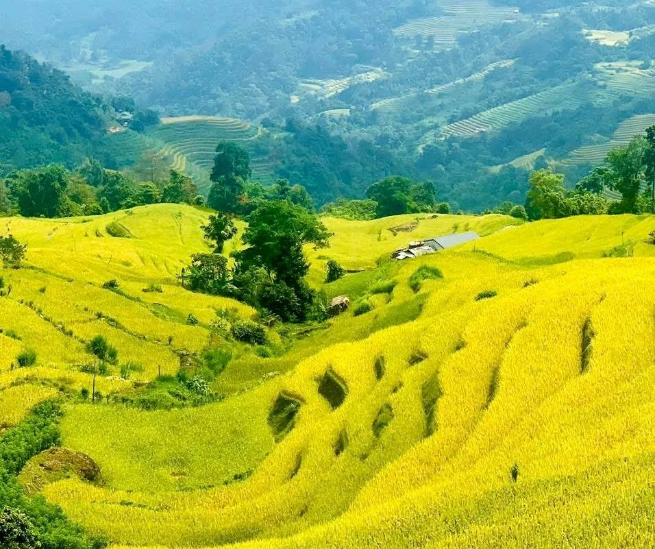 Cánh đồng lúa chín vàng óng ả ở Khuổi My. Cánh đồng lúa chín vàng óng ả ở Khuổi My.