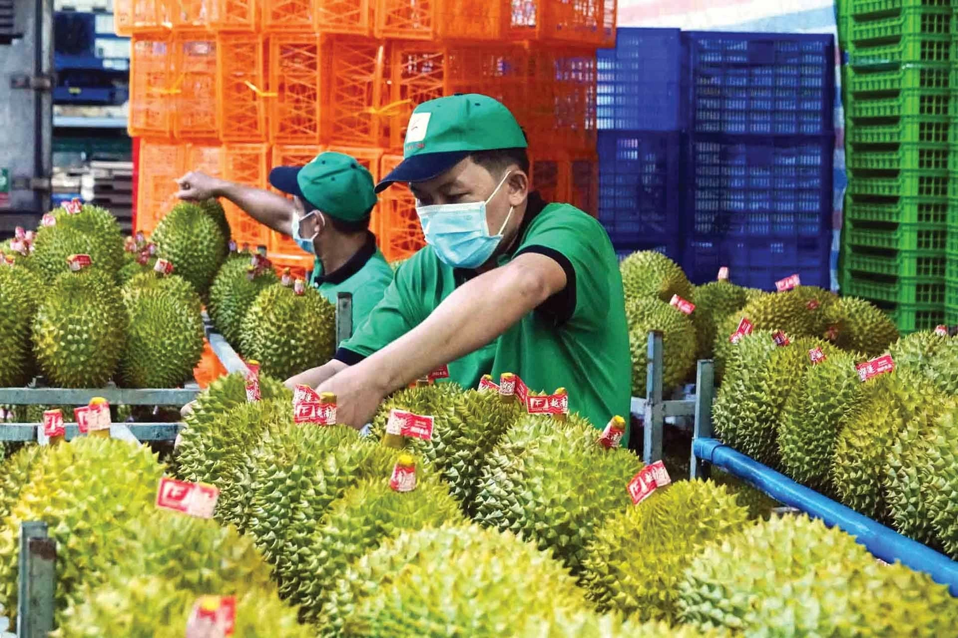 Sầu riêng là một trong những nông sản xuất khẩu chủ lực của Việt Nam.  (Ảnh: Đào Ngọc Thạch)