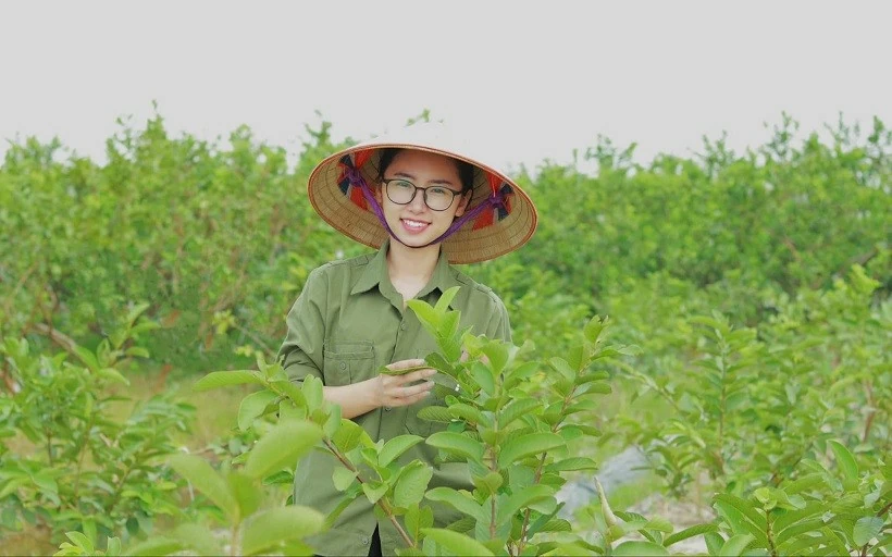 Cô gái Hải Dương biến lá ổi thành 'vàng xanh' trên đất mẹ Cô gái Hải Dương biến lá ổi thành 'vàng xanh' trên đất mẹ
