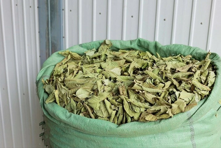 Cô gái Hải Dương biến lá ổi thành 'vàng xanh' trên đất mẹ Cô gái Hải Dương biến lá ổi thành 'vàng xanh' trên đất mẹ