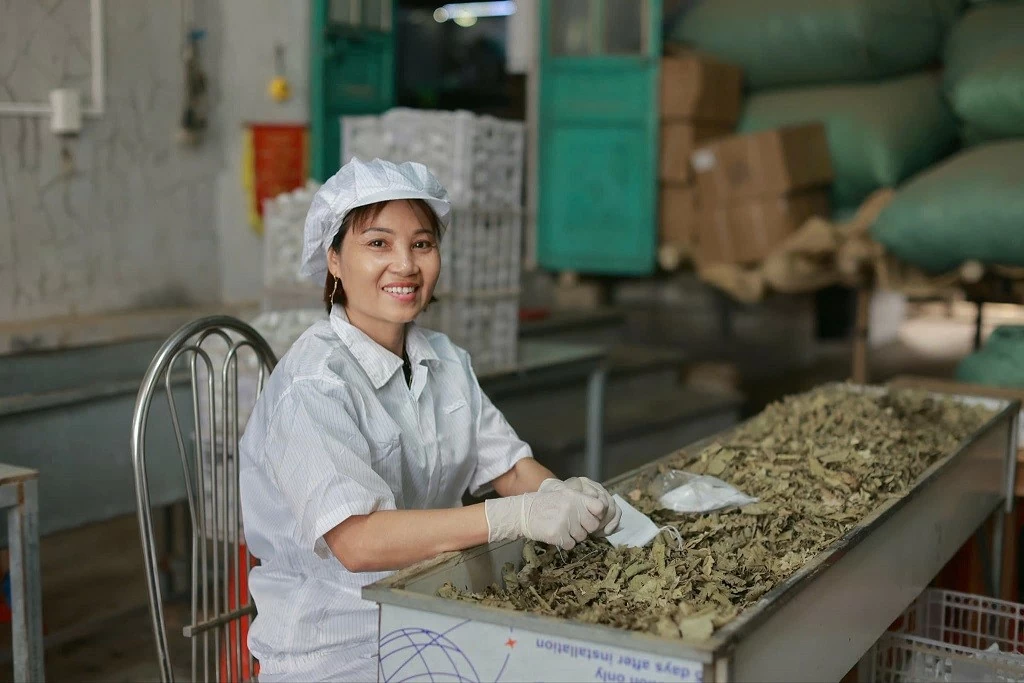 Cô gái Hải Dương biến lá ổi thành 'vàng xanh' trên đất mẹ Cô gái Hải Dương biến lá ổi thành 'vàng xanh' trên đất mẹ