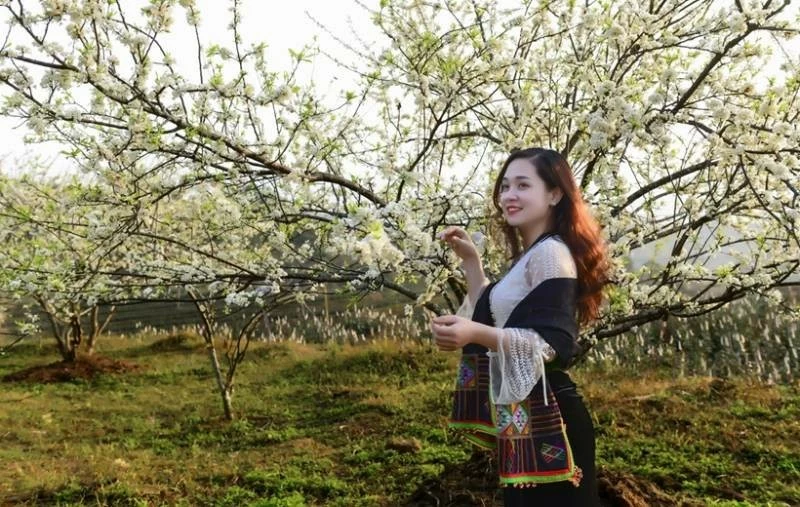 Thiếu nữ người Thái và mùa hoa mận. (Ảnh: N. Minh) Thiếu nữ người Thái và mùa hoa mận. (Ảnh: N. Minh)