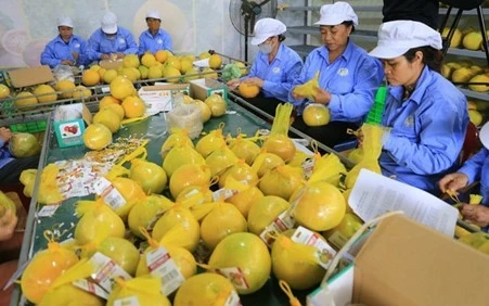 Bưởi đỏ Tân Lạc được đóng gói trước khi đưa đi xuất khẩu. (Ảnh: Sở Tài chính Hòa Bình) Bưởi đỏ Tân Lạc được đóng gói trước khi đưa đi xuất khẩu. (Ảnh: Sở Tài chính Hòa Bình)