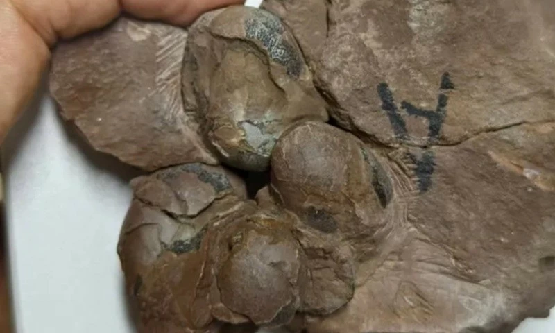 Hóa thạch trứng khủng long nhỏ nhất thế giới tại Trung Quốc Hóa thạch trứng khủng long nhỏ nhất thế giới tại Trung Quốc