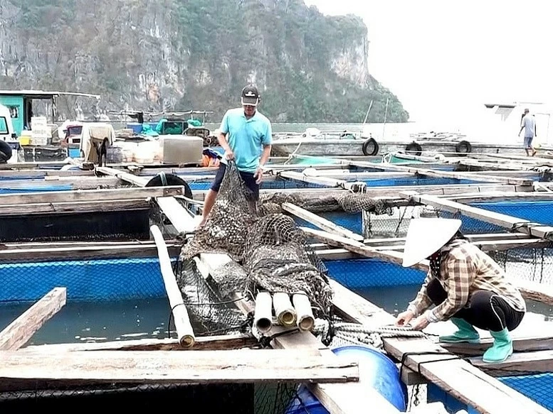 Thủ tướng chỉ đạo đẩy mạnh khôi phục sản xuất nông nghiệp sau bão số 3 Thủ tướng chỉ đạo đẩy mạnh khôi phục sản xuất nông nghiệp sau bão số 3