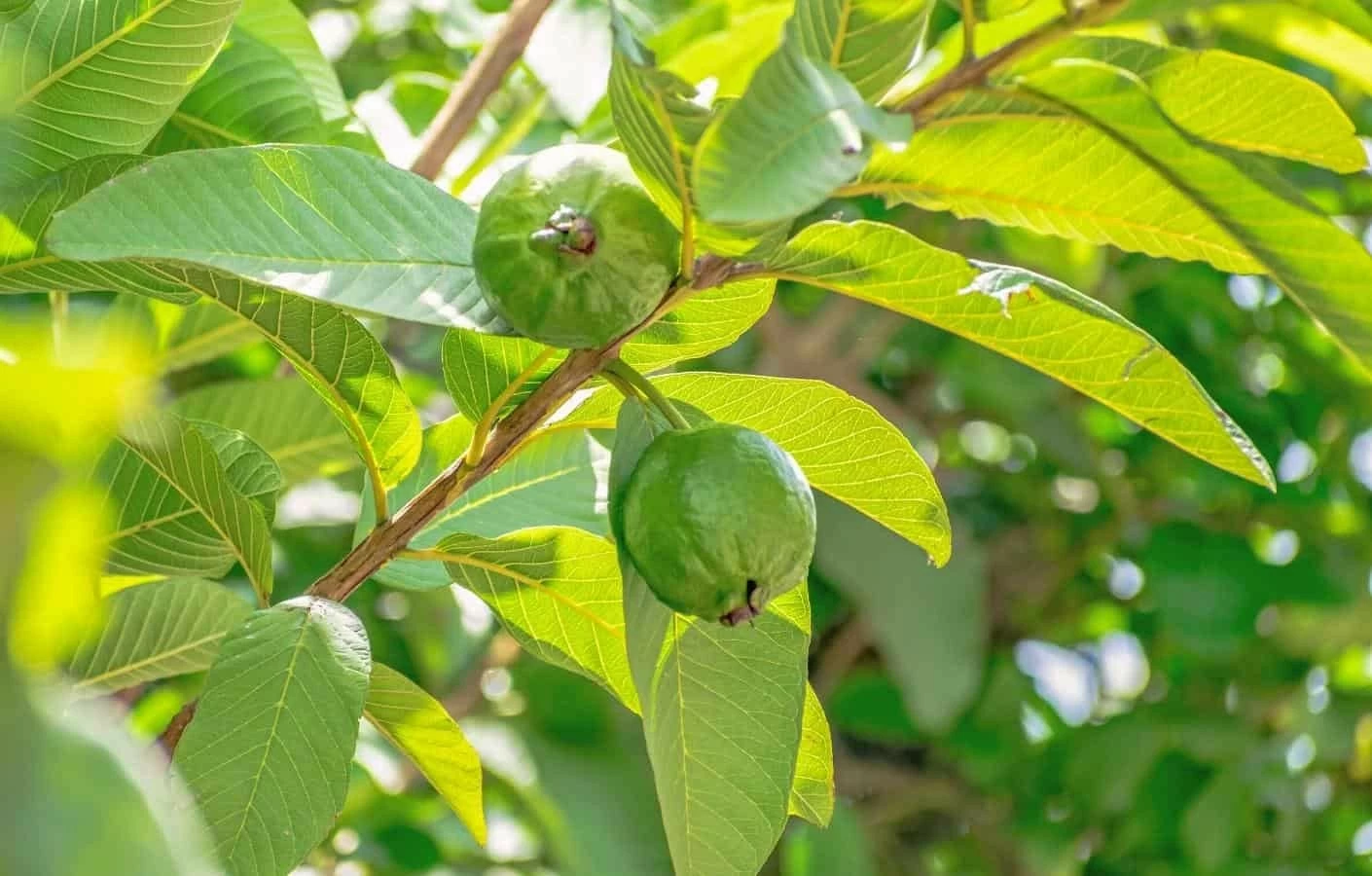 Nước lá ổi có tác dụng gì? Nước lá ổi có tác dụng gì đối với sức khoẻ?