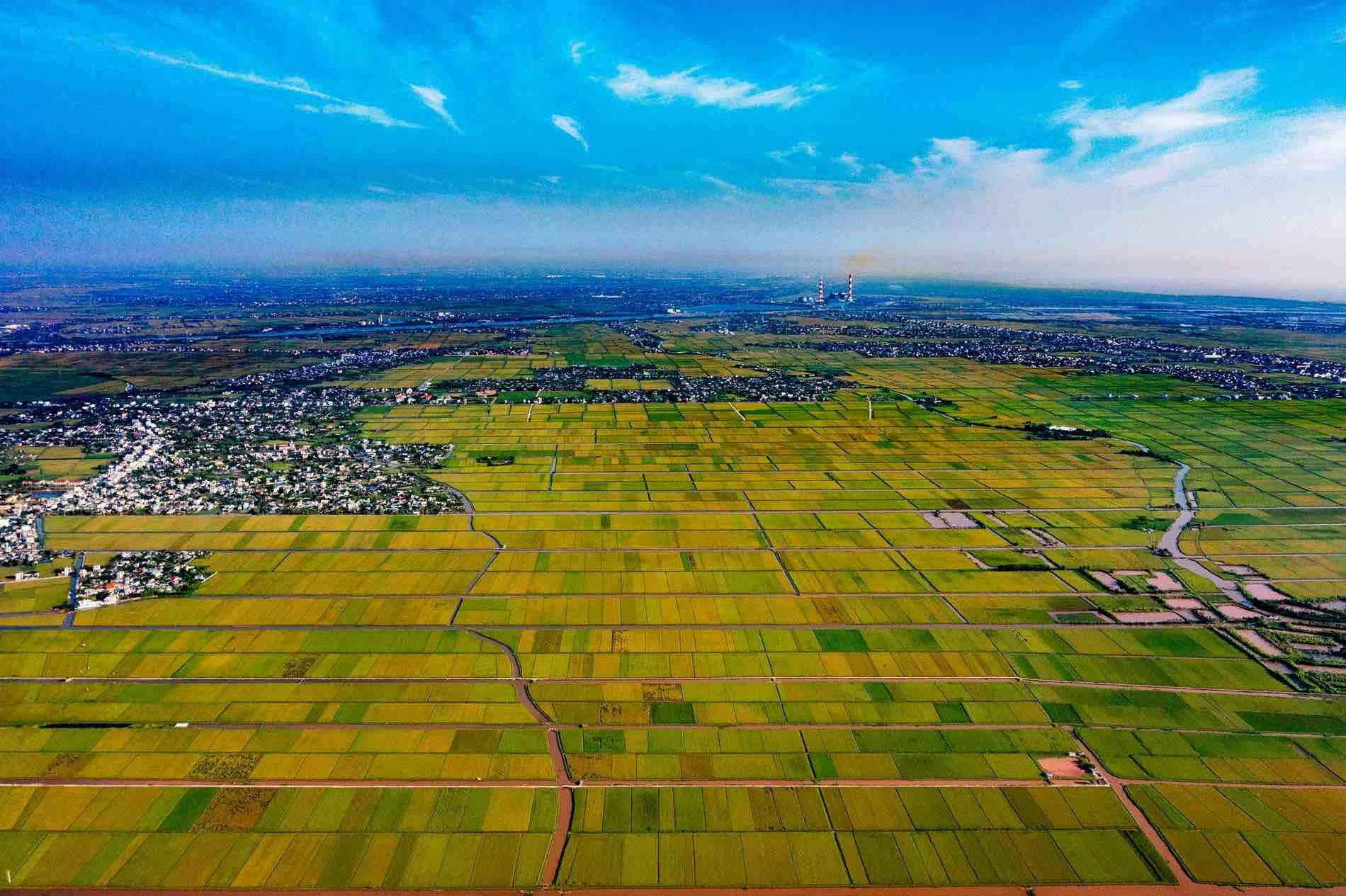 Mùa lúa chín ở huyện Tiền Hải. (Ảnh: Doan Ngoc Anh) Mùa lúa chín ở huyện Tiền Hải. (Ảnh: Doan Ngoc Anh)