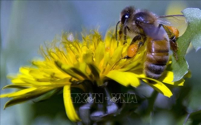 Phát triển thành công loại thực phẩm có khả năng bảo vệ não bộ của ong Phát triển thành công loại thực phẩm có khả năng bảo vệ não bộ của ong