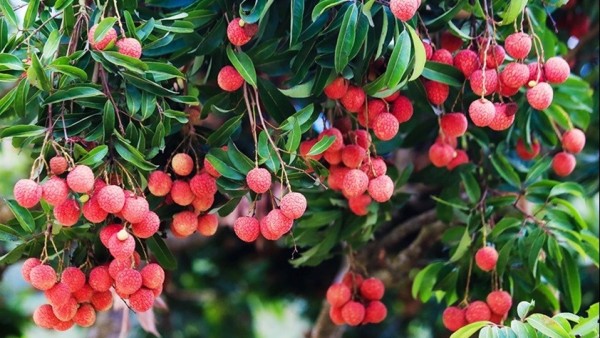 Yêu cầu về trồng trọt đối với cơ sở sản xuất Halal theo TCVN 13708:2023