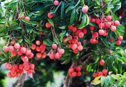 Yêu cầu về trồng trọt đối với cơ sở sản xuất Halal theo TCVN 13708:2023