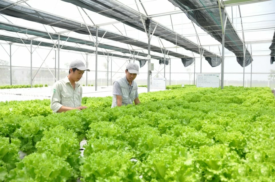 Tạo khác biệt, đưa kinh tế nông nghiệp Thủ đô Hà Nội phát triển xứng tầm Tạo khác biệt, đưa kinh tế nông nghiệp Thủ đô Hà Nội phát triển xứng tầm