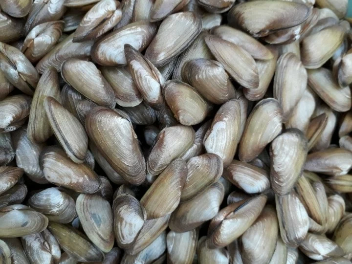 Thưởng thức món ăn chế biến từ don, đặc sản Quảng Ngãi Thưởng thức món ăn chế biến từ don, đặc sản Quảng Ngãi