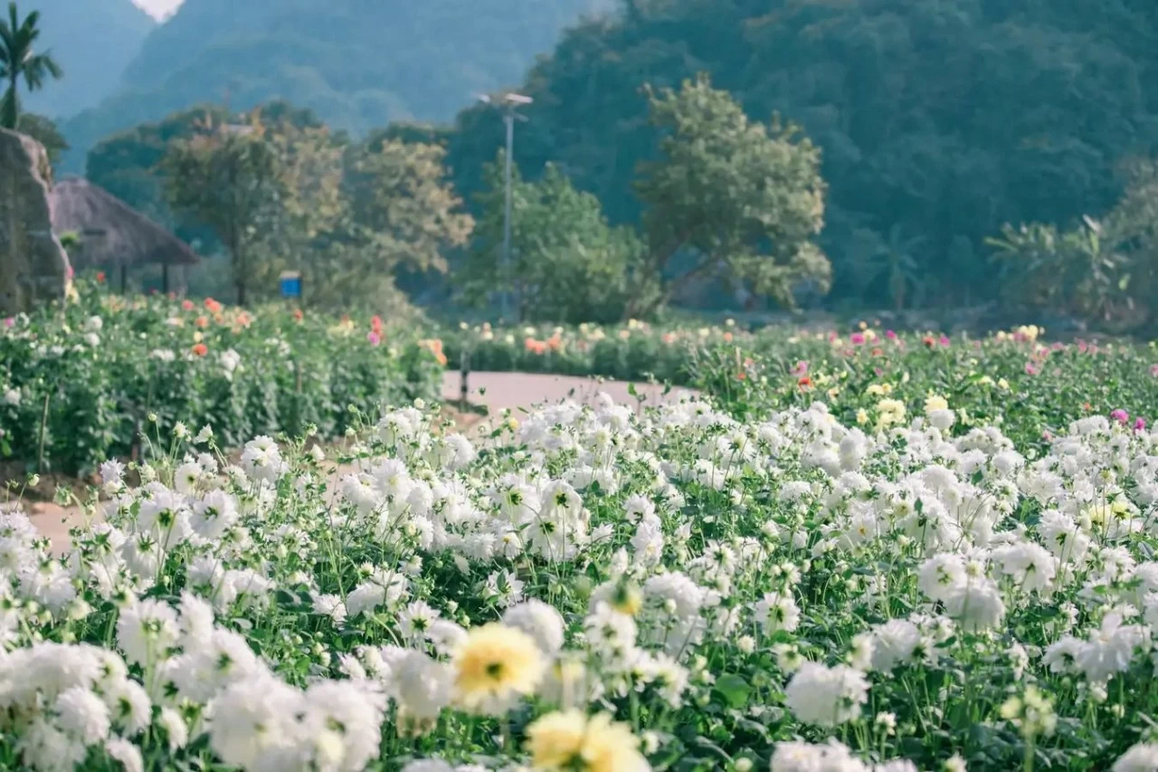 Thung Nham: Bức tranh thiên nhiên sống động trong lòng Tràng An Thung Nham: Bức tranh thiên nhiên sống động trong lòng Tràng An