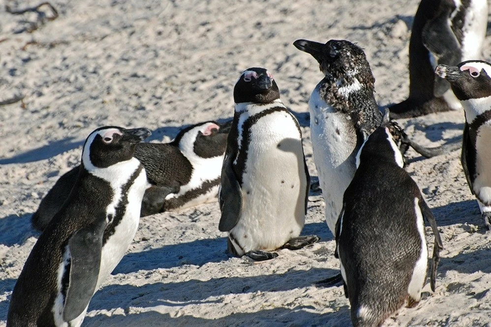 Chim cánh cụt châu Phi suy giảm nhanh số lượng, đứng trước nguy cơ tuyệt chủng Chim cánh cụt châu Phi suy giảm nhanh số lượng, đứng trước nguy cơ tuyệt chủng