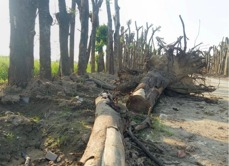 Số phận những cây bị đổ sau bão Yagi ở Hà Nội đã đi về đâu? Số phận những cây bị đổ sau bão Yagi ở Hà Nội đã đi về đâu?