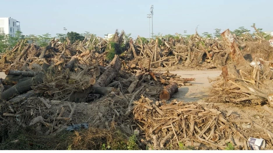 Hà Nội: Hành trình mới của những cây xanh gãy đổ sau bão Yagi