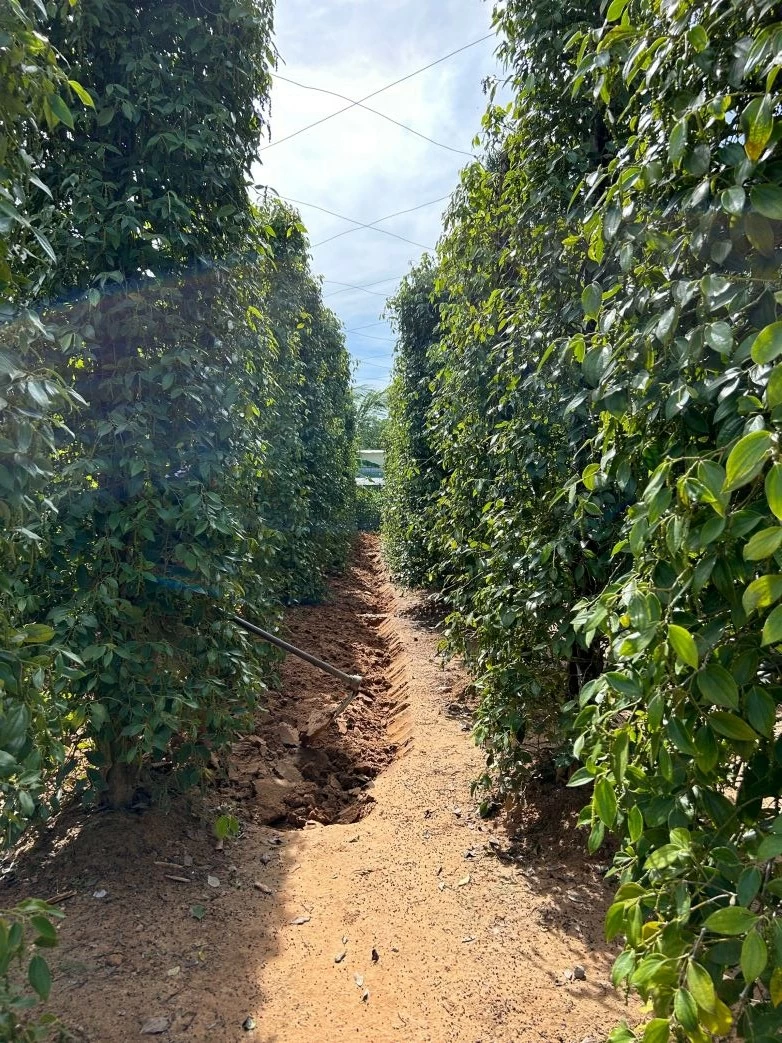 Tiêu trồng bằng dây, phải mất 1 năm, dây tiêu mới lên đến đỉnh cọc tiêu và đến năm thứ 2 thì mới có thể thu hoạch. Tháng Chạp, tháng Giêng Âm lịch hàng năm là thời điểm bắt đầu thu hoạch. (Ảnh: Vinh Hà) Tiêu trồng bằng dây, phải mất 1 năm, dây tiêu mới lên đến đỉnh cọc tiêu và đến năm thứ 2 thì mới có thể thu hoạch. Tháng Chạp, tháng Giêng Âm lịch hàng năm là thời điểm bắt đầu thu hoạch. (Ảnh: Vinh Hà)