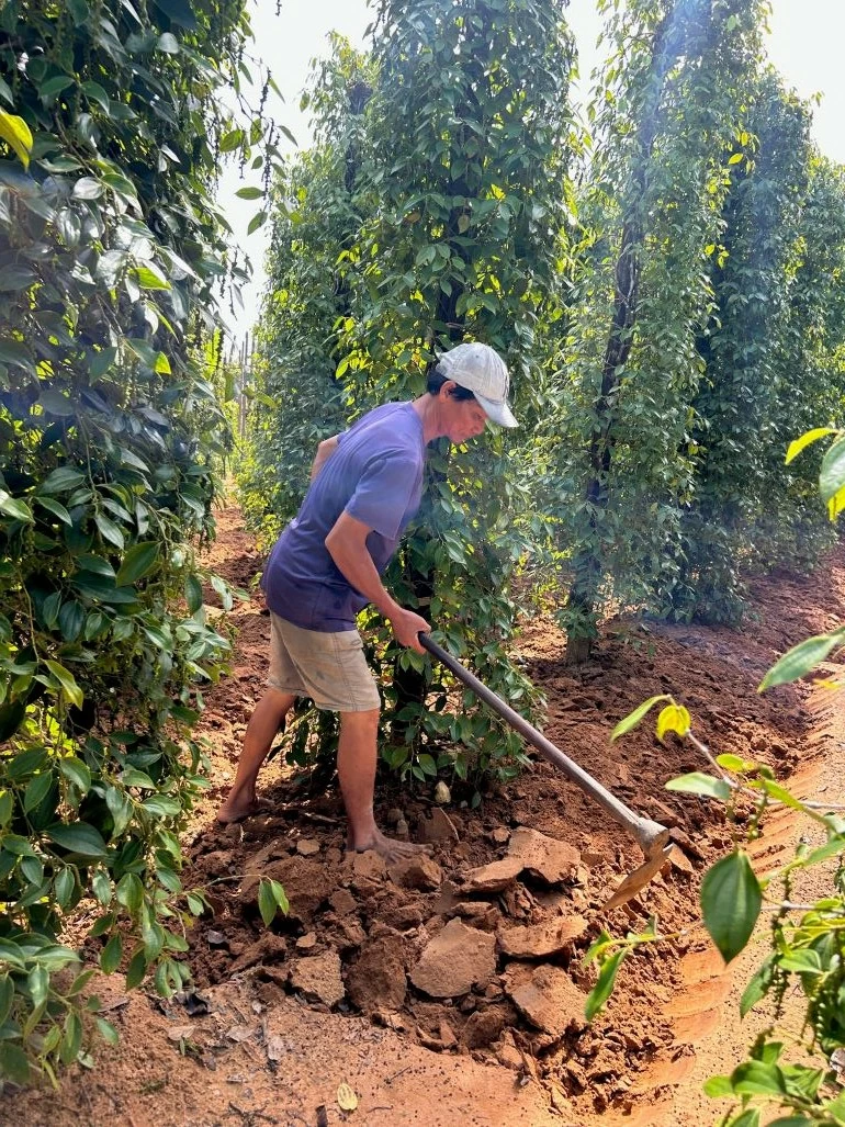 Cây tiêu được trồng ở khắp nơi trên huyện đảo với diện tích lên tới 470ha, sản lượng khoảng 1.250 tấn/ năm. (Ảnh: Vinh Hà) Cây tiêu được trồng ở khắp nơi trên huyện đảo với diện tích lên tới 470ha, sản lượng khoảng 1.250 tấn/ năm. (Ảnh: Vinh Hà)