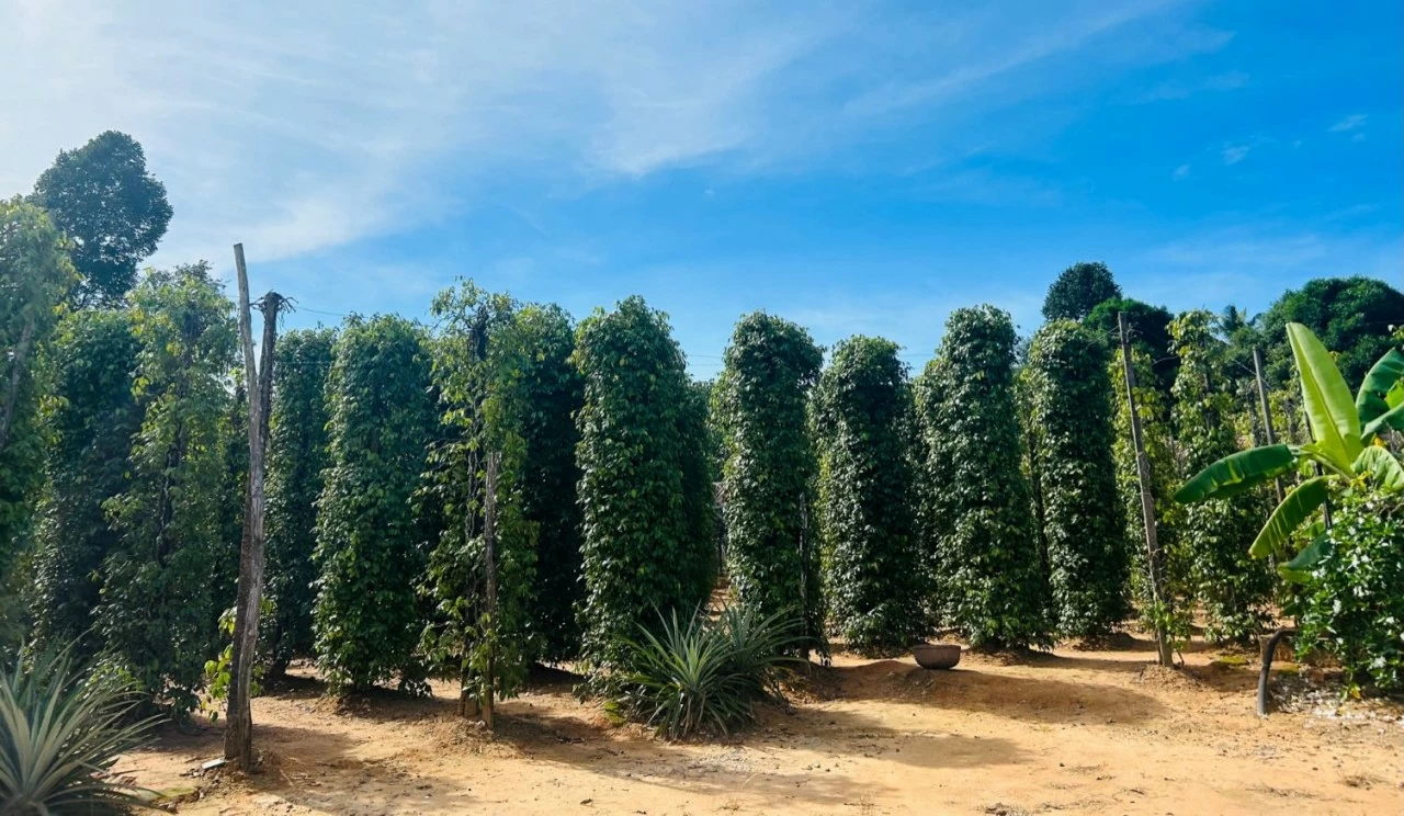 Sẽ là một thiếu sót trong hành trình khám phá Phú Quốc nếu chưa check-in ở vườn tiêu, nơi du khách đắm mình trong không gian xanh mướt, tràn đầy sức sống. (Ảnh: Vinh Hà) Sẽ là một thiếu sót trong hành trình khám phá Phú Quốc nếu chưa check-in ở vườn tiêu, nơi du khách đắm mình trong không gian xanh mướt, tràn đầy sức sống. (Ảnh: Vinh Hà)