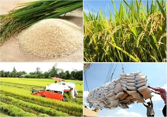 Biết tạo dựng thương hiệu khác biệt, gạo Việt Nam đứng đầu khu vực về giá Biết tạo dựng thương hiệu khác biệt, gạo Việt Nam đứng đầu khu vực về giá