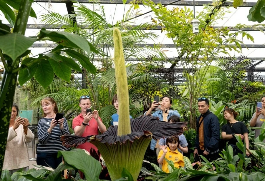 Hàng nghìn người xếp hàng xem loài 'hoa xác chết' 10 năm mới nở một lần