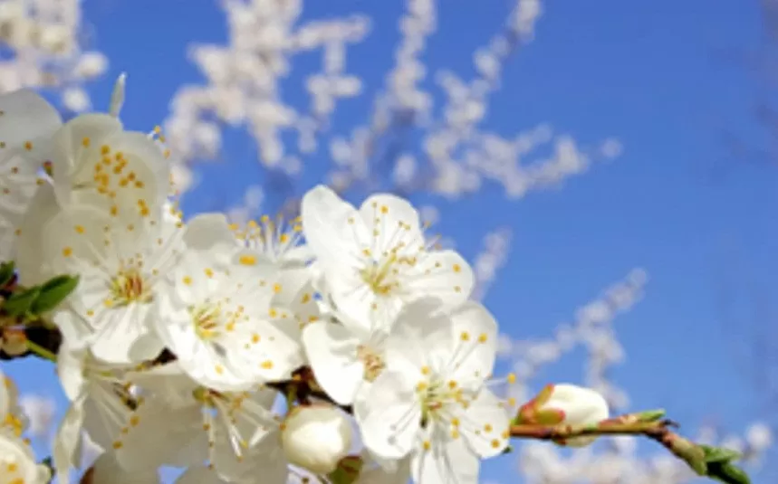 Xứ Đài mùa Thu Đông: Thiên đường cho người yêu hoa Xứ Đài mùa Thu Đông: Thiên đường cho những người yêu hoa