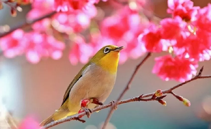 Xứ Đài mùa Thu Đông: Thiên đường cho người yêu hoa Xứ Đài mùa Thu Đông: Thiên đường cho những người yêu hoa