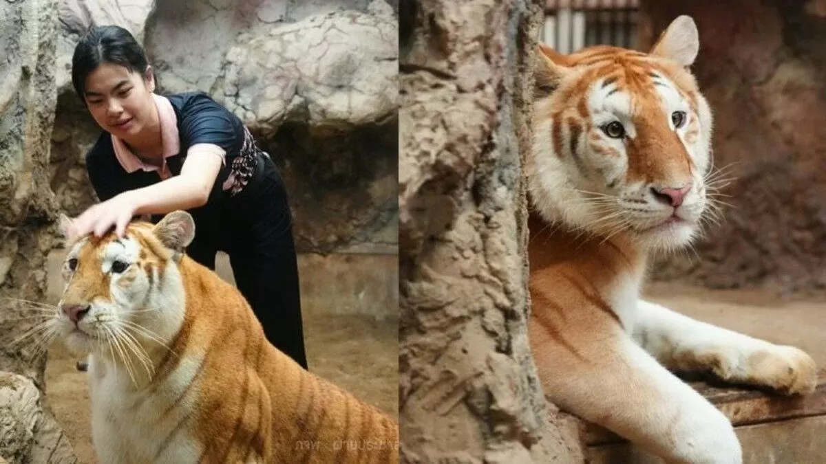 Chú hổ bộ lông đột biến màu vàng hút khách, trở thành hiện tượng trên mạng xã hội Chú hổ bộ lông đột biến màu vàng hút khách, trở thành hiện tượng trên mạng xã hội