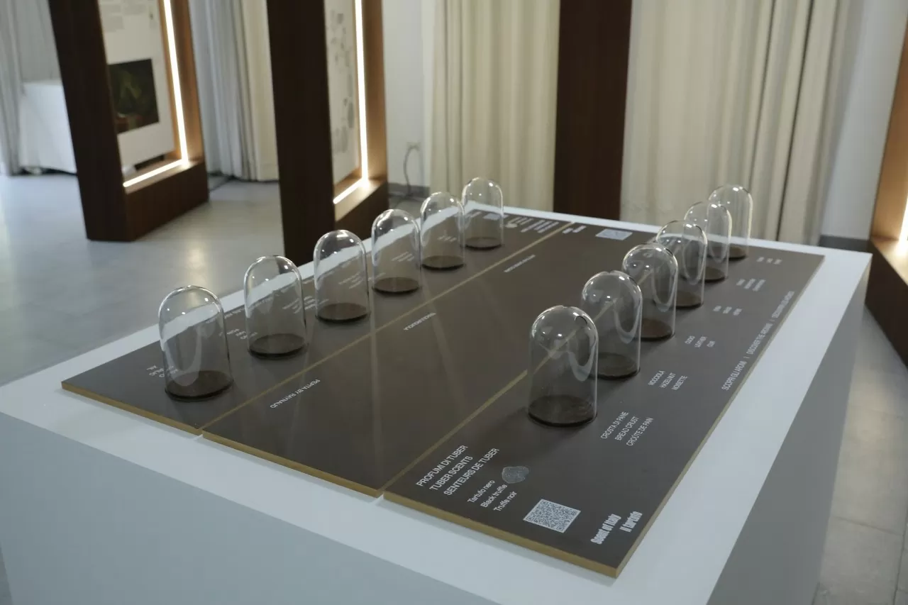 Khám phá vẻ đẹp huyền bí của nấm truffle – ‘viên ngọc trai đen’ của ẩm thực Ý Khám phá vẻ đẹp huyền bí của nấm truffle – ‘viên ngọc trai đen’ của ẩm thực Ý