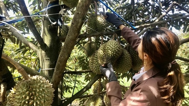 dak lak co tren 10 mat hang nong san duoc xuat khau chinh ngach sang thi truong trung quoc
