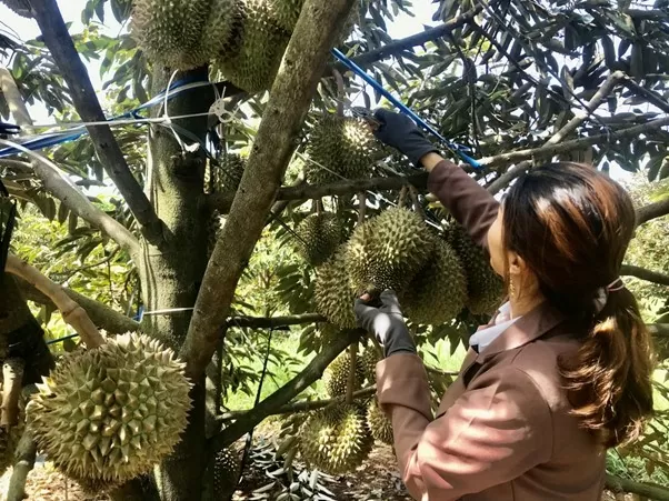 Sầu riêng là loại trái cây đặc sản của Đắk Lắk, thu hút thực khách. (Nguồn: Báo Đắk Lắk) Sầu riêng là loại trái cây đặc sản của Đắk Lắk, thu hút thực khách. (Nguồn: Báo Đắk Lắk)