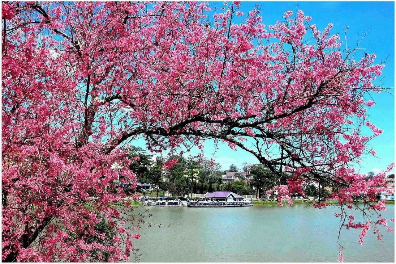 Festival Hoa Đà Lạt: Ngày hội sôi động của thành phố ngàn hoa Festival Hoa Đà Lạt: Ngày hội sôi động của thành phố ngàn hoa