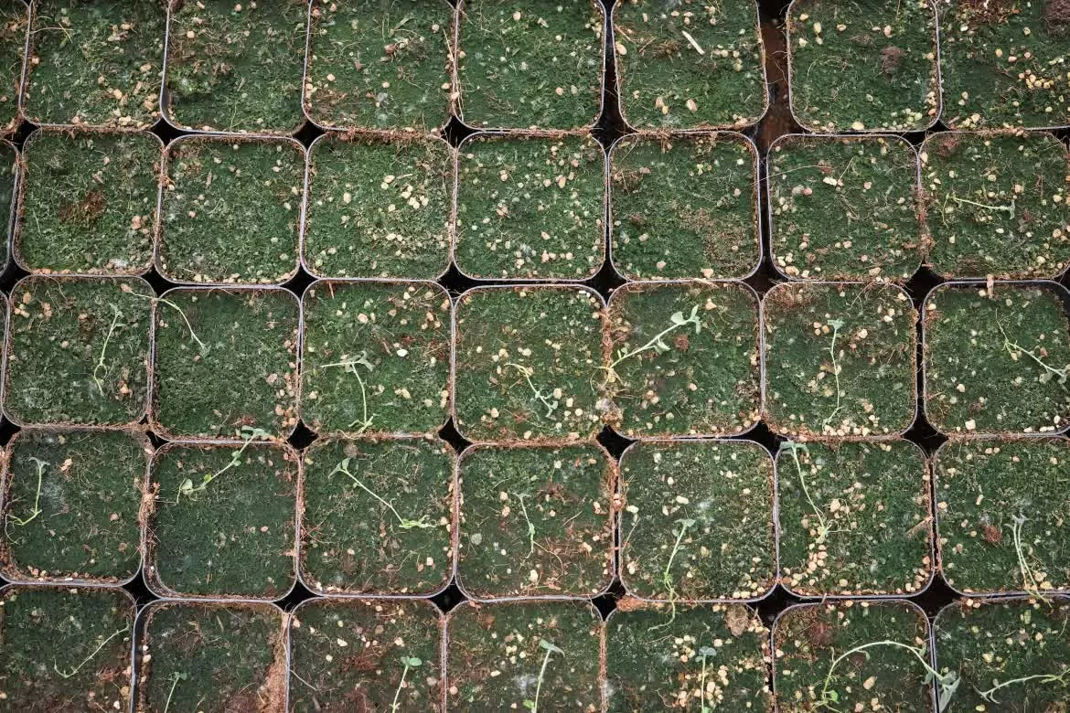 Trung Quốc phát triển giống khoai tây sản lượng cao để ứng phó với biến đổi khí hậu