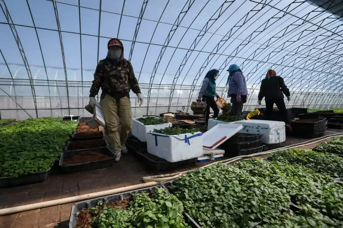 Bên trong khu nghiên cứu và phát triển giống khoai tây trong bối cảnh biến đổi khí hậu ở Trung Quốc Trung Quốc phát triển giống khoai tây sản lượng cao để ứng phó với biến đổi khí hậu