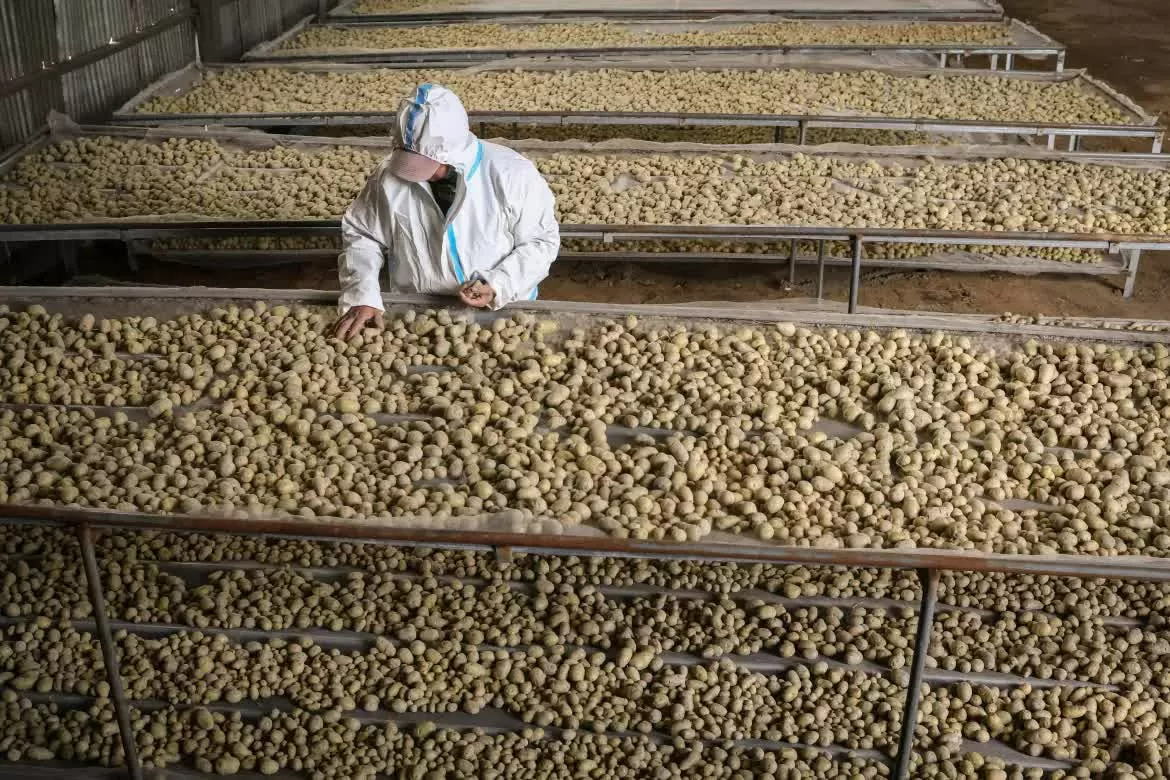 Trung Quốc phát triển giống khoai tây sản lượng cao để ứng phó với biến đổi khí hậu