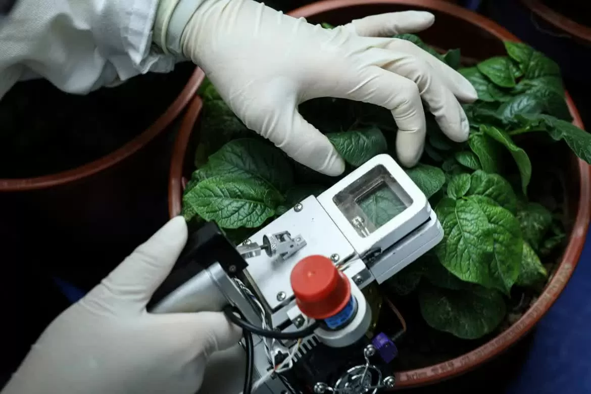 Trung Quốc phát triển giống khoai tây sản lượng cao để ứng phó với biến đổi khí hậu