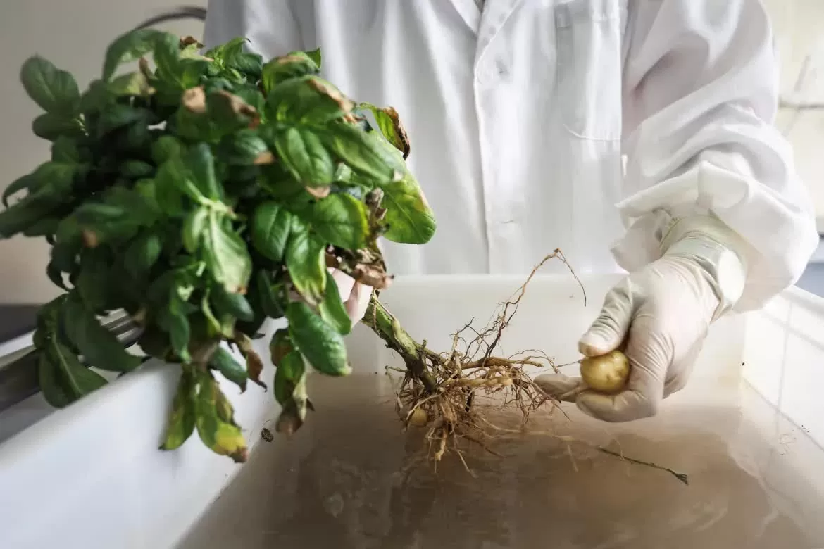 Bên trong khu nghiên cứu và phát triển giống khoai tây trong bối cảnh biến đổi khí hậu ở Trung Quốc Trung Quốc phát triển giống khoai tây sản lượng cao để ứng phó với biến đổi khí hậu