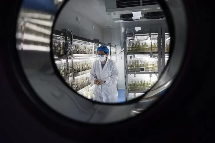 nhân viên phòng thí nghiệm đi ngang qua các giá đựng ống nghiệm chứa cây khoai tây con, trong phòng thí nghiệm nuôi cấy mô tại một cơ sở nghiên cứu thuộc Trung tâm Khoai tây Quốc tế (CIP), ở quận Yanqing, Bắc Kinh, Trung Quốc. nhân viên phòng thí nghiệm đi ngang qua các giá đựng ống nghiệm chứa cây khoai tây con, trong phòng thí nghiệm nuôi cấy mô tại một cơ sở nghiên cứu thuộc Trung tâm Khoai tây Quốc tế (CIP), ở quận Yanqing, Bắc Kinh, Trung Quốc.