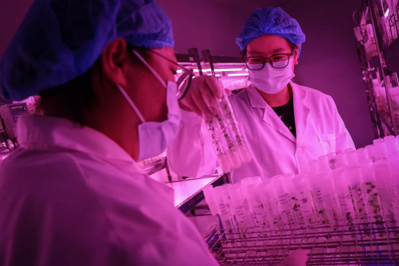 các ống nghiệm chứa cây khoai tây con trong phòng thí nghiệm nuôi cấy mô tại một cơ sở nghiên cứu thuộc CIP, ở quận Diên Khánh, Bắc Kinh, Trung Quốc