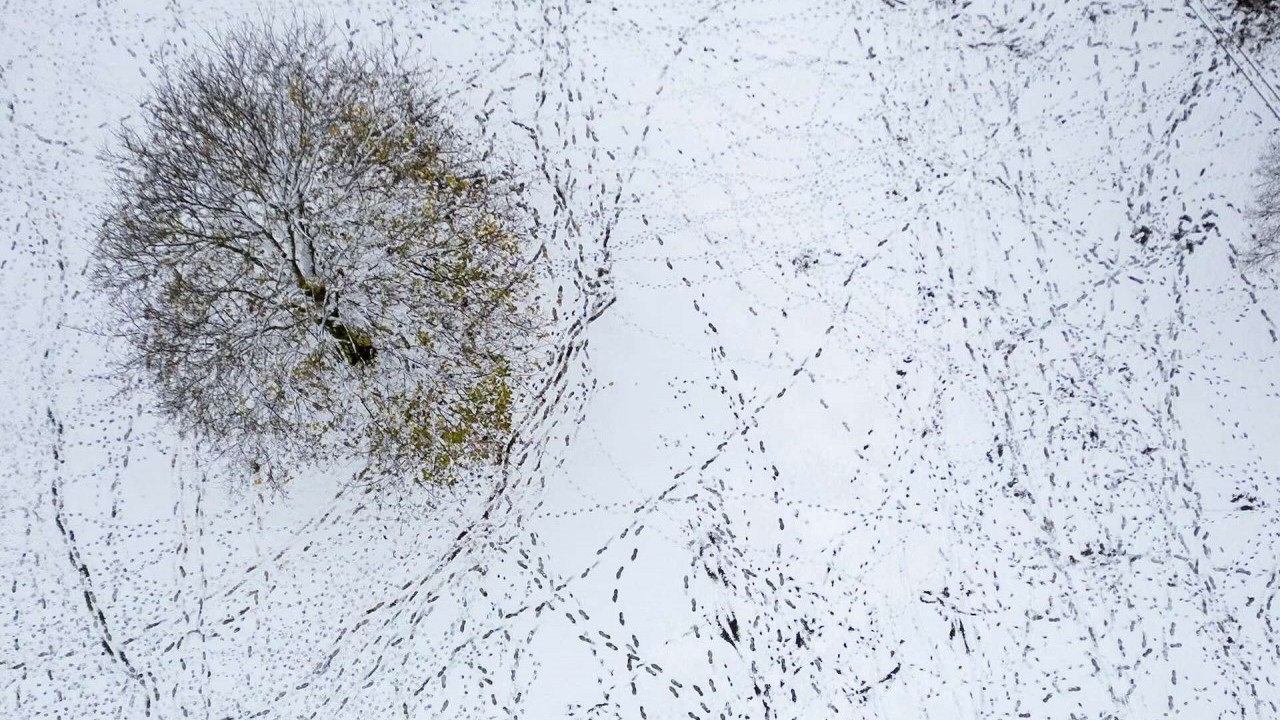 Ngắm khung cảnh tuyết đầu mùa đẹp như trong xứ sở thần tiên