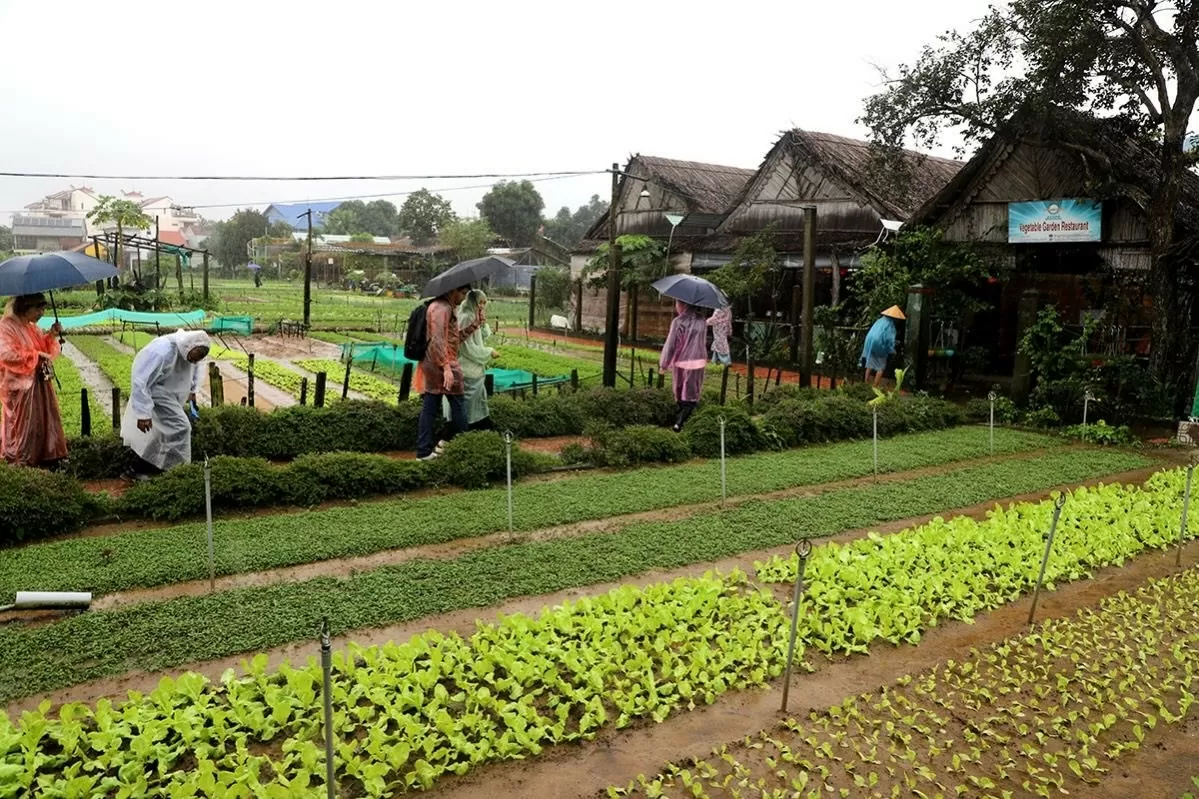Quảng Nam: Đại biểu quốc tế hào hứng tham quan, trải nghiệm tại làng rau Trà Quế, Hội An Quảng Nam: Đại biểu quốc tế hào hứng tham quan, trải nghiệm tại làng rau Trà Quế, Hội An