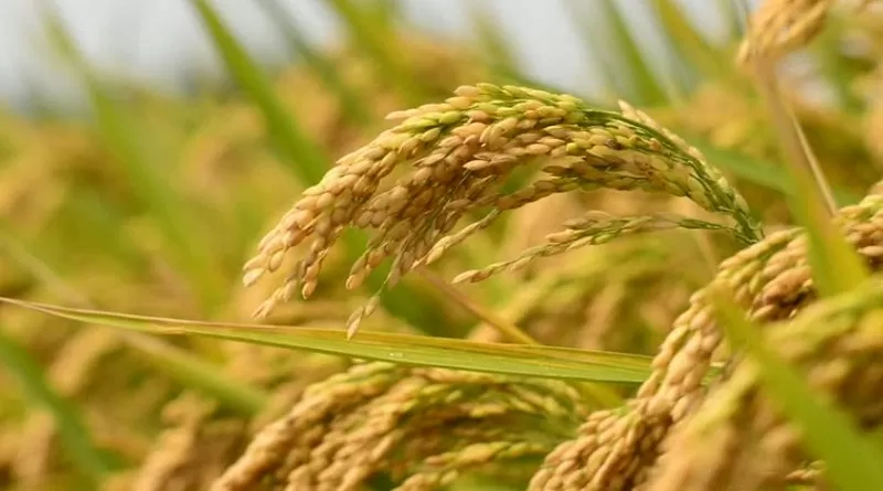Trung Quốc tìm ra công cụ chỉnh sửa gene giúp cây trồng thích ứng với biến đổi khí hậu Trung Quốc tìm ra công cụ chỉnh sửa gene giúp cây trồng thích ứng với biến đổi khí hậu