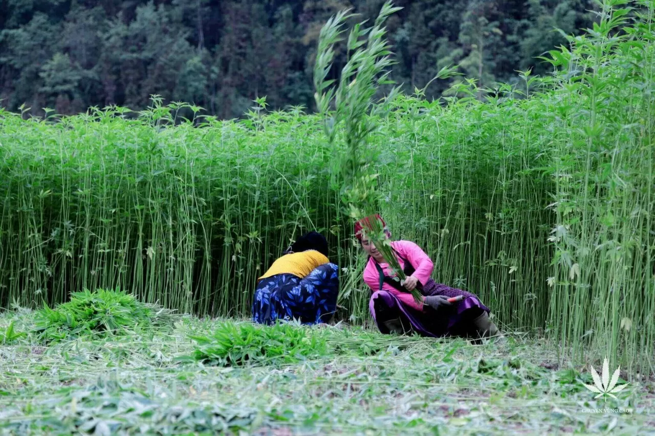 Thung lũng Sủng Là: 'Ốc đảo' yên bình trên cao nguyên đá Hà Giang Thung lũng Sủng Là: 'Ốc đảo' yên bình trên cao nguyên đá Hà Giang