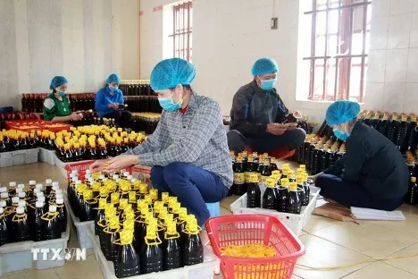 Công ty Cổ phần Chế biến Hải sản Nam Định, thị trấn Thịnh Long, huyện Hải Hậu hiện có 3 sản phẩm đạt chứng nhận OCOP 4 sao là nước mắm Ninh Cơ, mắm tôm Ninh Cơ và sứa ăn liền Ninh Cơ. (Ảnh: Nguyễn Lành/TTXVN) Công ty Cổ phần Chế biến Hải sản Nam Định, thị trấn Thịnh Long, huyện Hải Hậu hiện có 3 sản phẩm đạt chứng nhận OCOP 4 sao là nước mắm Ninh Cơ, mắm tôm Ninh Cơ và sứa ăn liền Ninh Cơ. (Ảnh: Nguyễn Lành/TTXVN)
