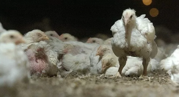 Nhật Bản bùng phát đợt cúm gia cầm thứ 19 trong mùa dịch hiện tại Nhật Bản bùng phát đợt cúm gia cầm thứ 19 trong mùa dịch hiện tại