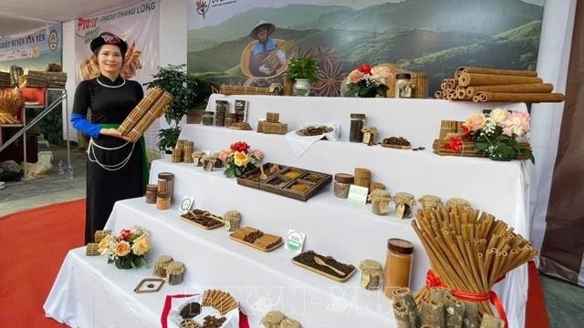 Tôn vinh cây quế - biểu tượng kinh tế, văn hóa của tỉnh Yên Bái