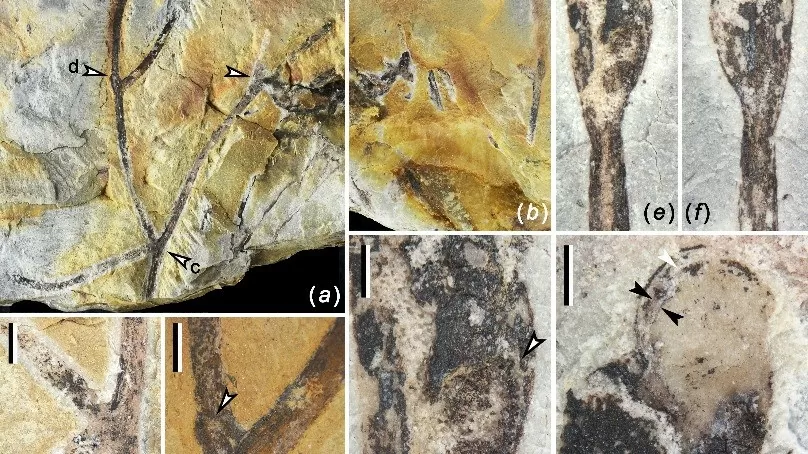 Hóa thạch thực vật 410 triệu năm tìm thấy tại Trung Quốc Hóa thạch thực vật 410 triệu năm tìm thấy tại Trung Quốc
