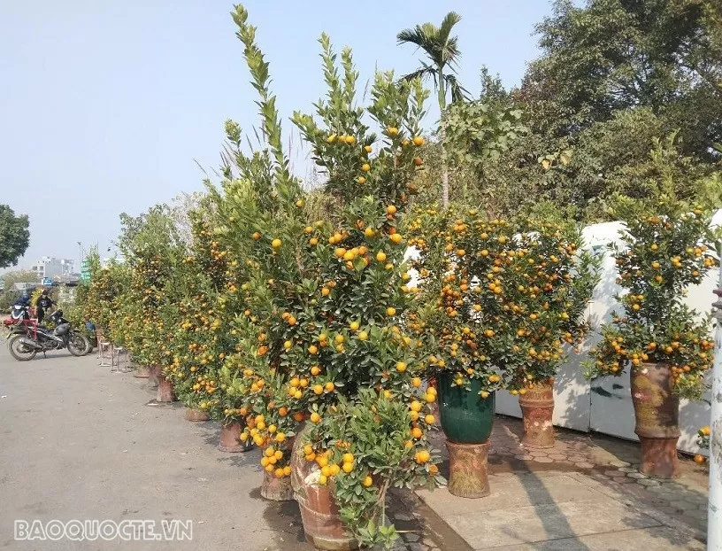 Cách chăm sóc đào, quất dịp Tết Nguyên đán giúp gia đình gặp nhiều may mắn, tài lộc