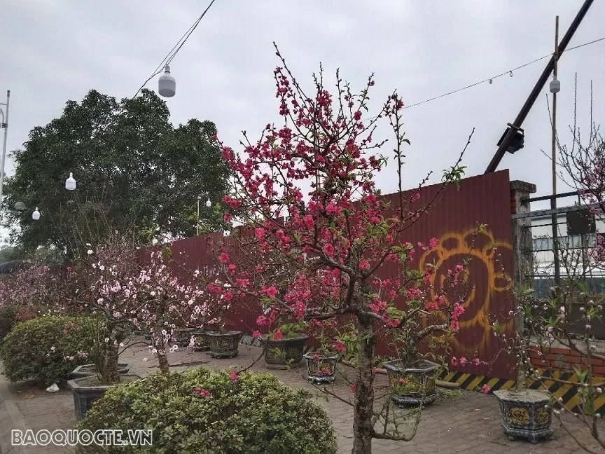 Cách chăm sóc đào, quất dịp Tết Nguyên đán giúp gia đình gặp nhiều may mắn, tài lộc