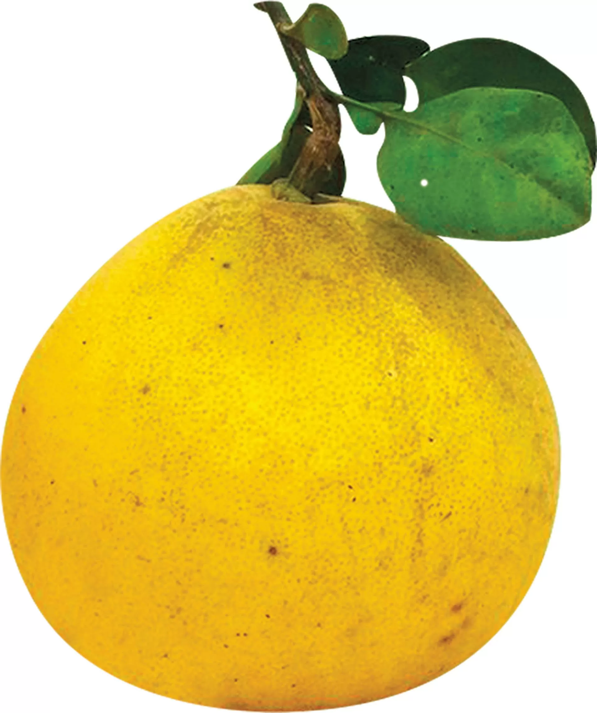 Hương bưởi Diễn bay xa